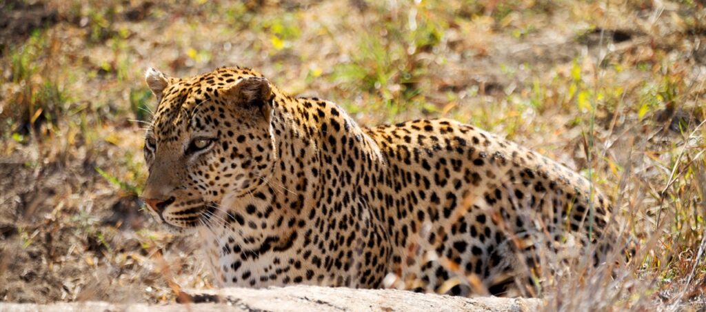 in south africa kruger natural park wild leopard